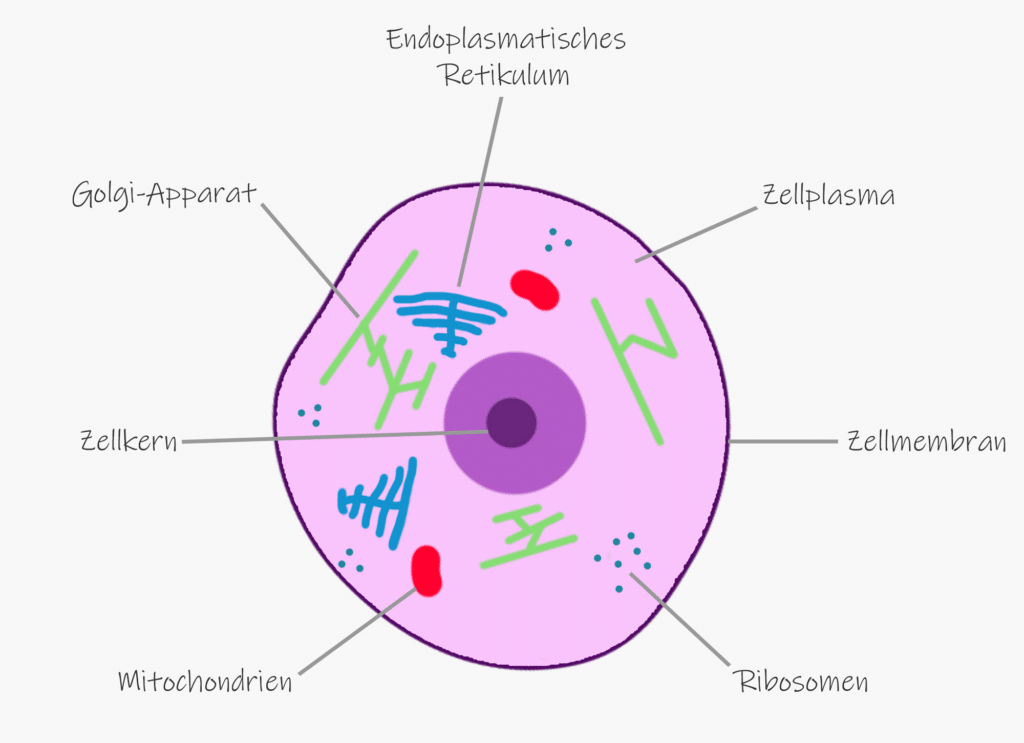 Wasserfilter für Trinkwasser Healy Bild Zelle Mitochondrien Zellkern Zellmembran Zellatmung Zellmembranspannungsmodell Zellmembranspannung